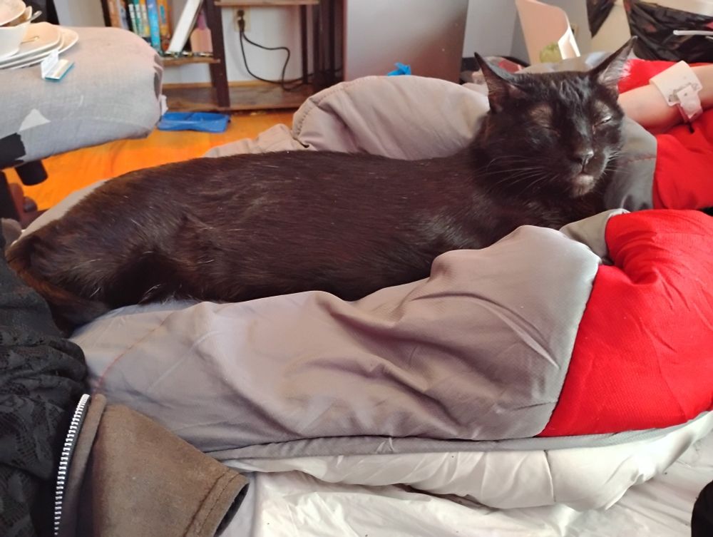 picture is of a black cat stretched out on a sleeping bag, looking very content
