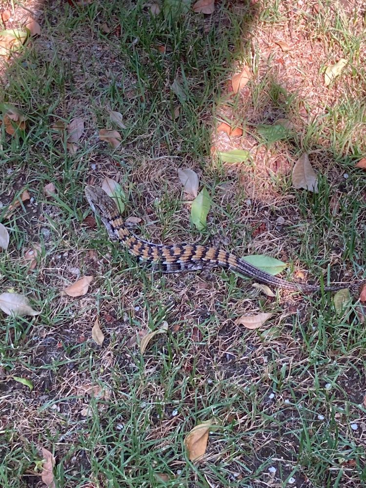 alligator lizard in the shade, from slightly further away