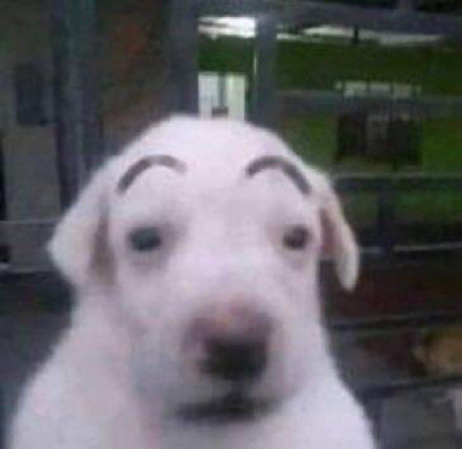 surprised dog
