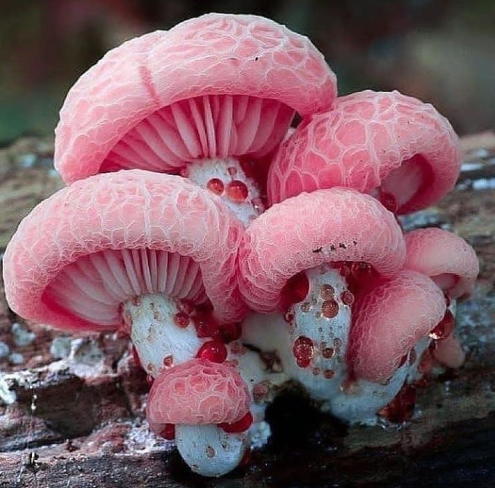 Cluster of Wrinkled Peach Mushrooms, beautifully pink and shriveled looking. 