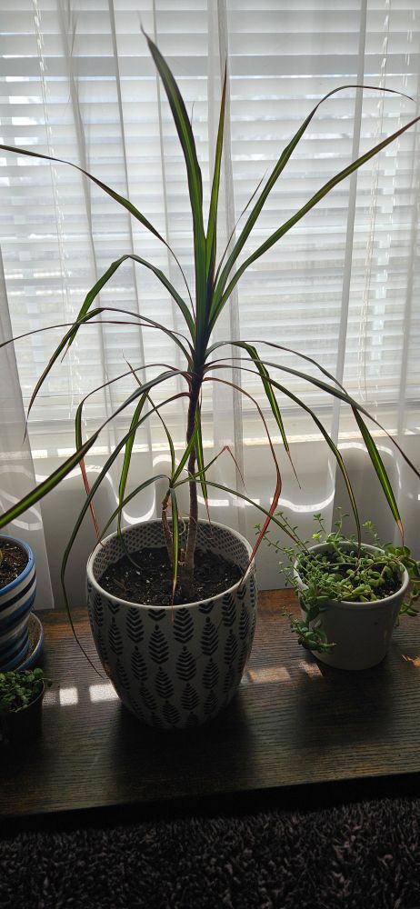 Unknown plant. Similar to a ponytail palm but with a skinny trunk. 
