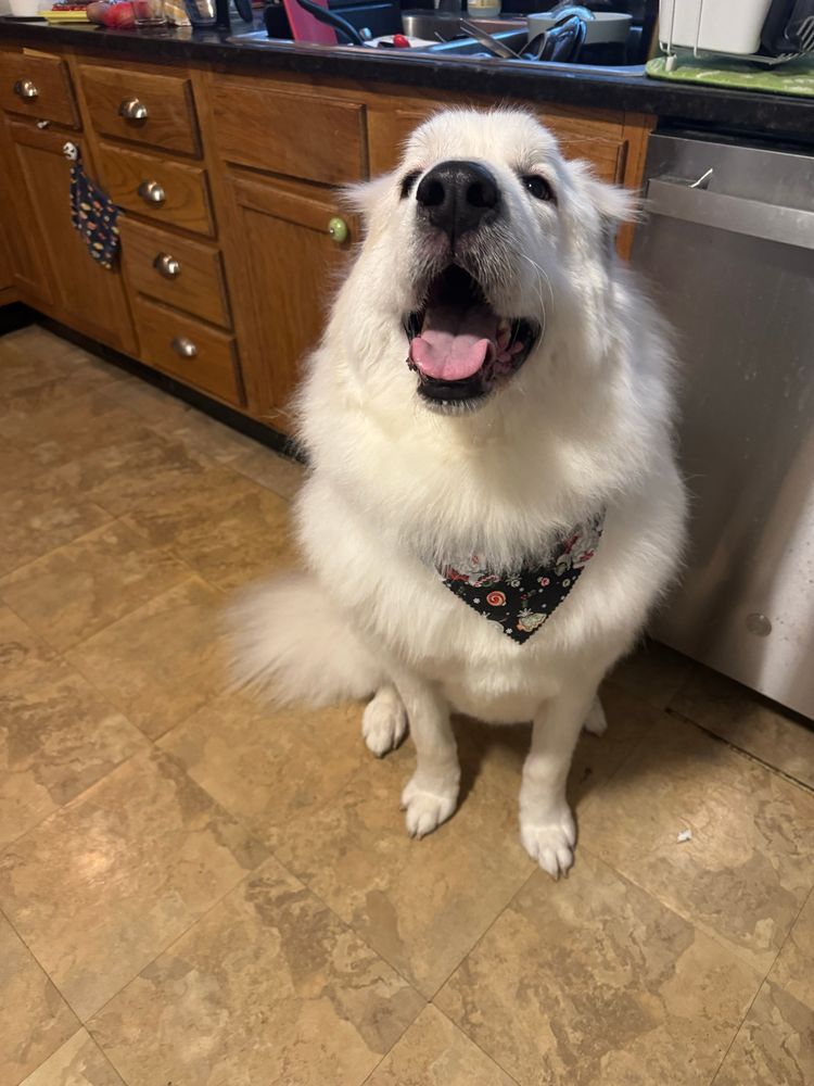 A freshly groomed Pyrenees with a nice bandanna while he smiles at the camera