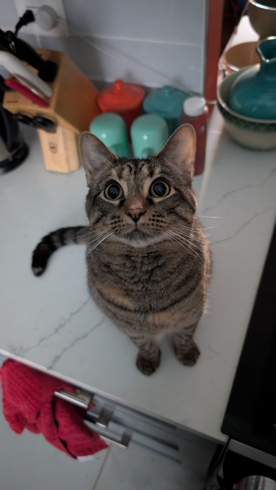 A tabby shorthair cat with big eyes. Her name is Maude.