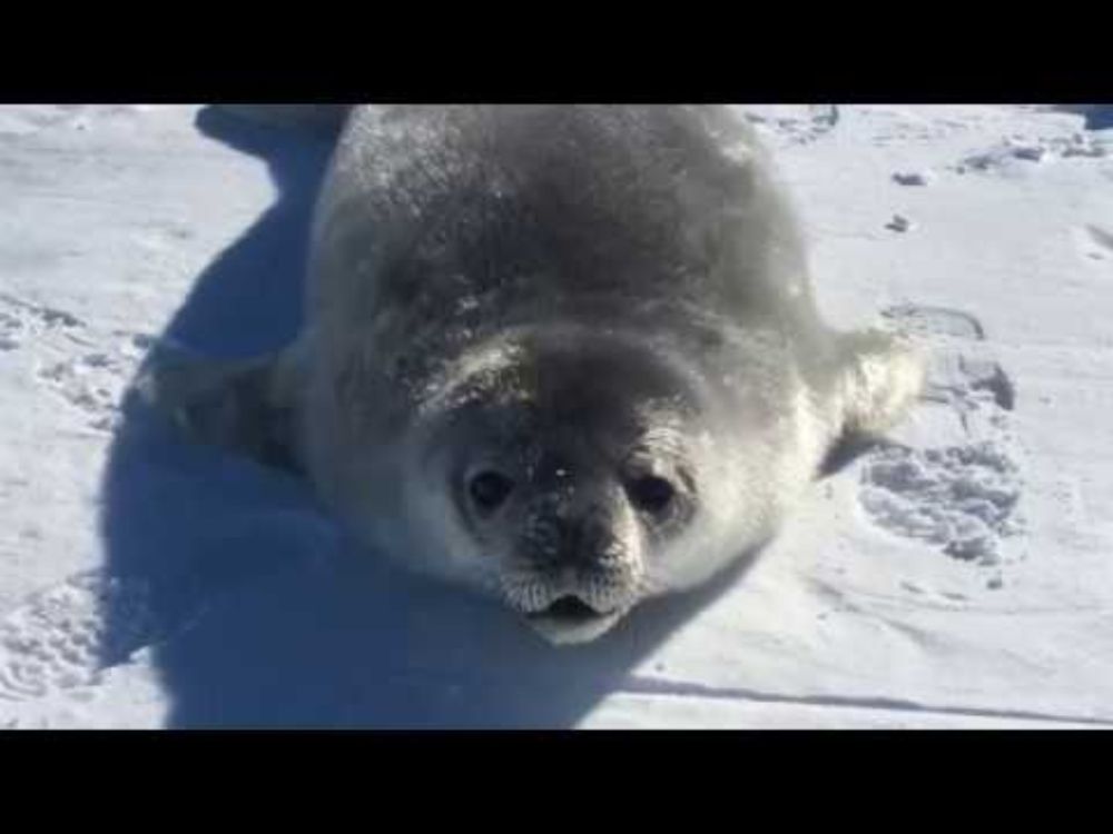 best seal videos - YouTube