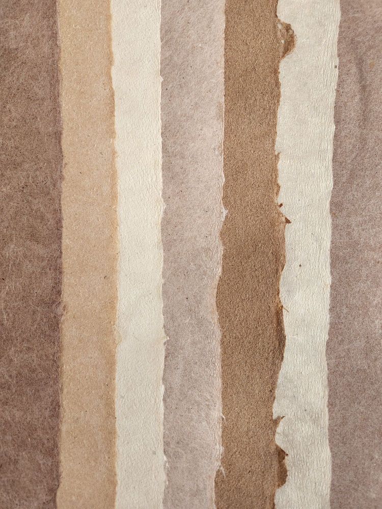 Papers I made by hand from phloem of select #Moraceae.

L➡️R:
Higuerón (Ficus aurea)
Red mulberry (Morus rubra)
Paper mulberry (Broussonetia papyrifera)
Cultivated fig (Ficus carica)
Breadfruit (Artocarpus altilis)
White mulberry (Morus alba)
Osage-orange (Maclura pomifera)