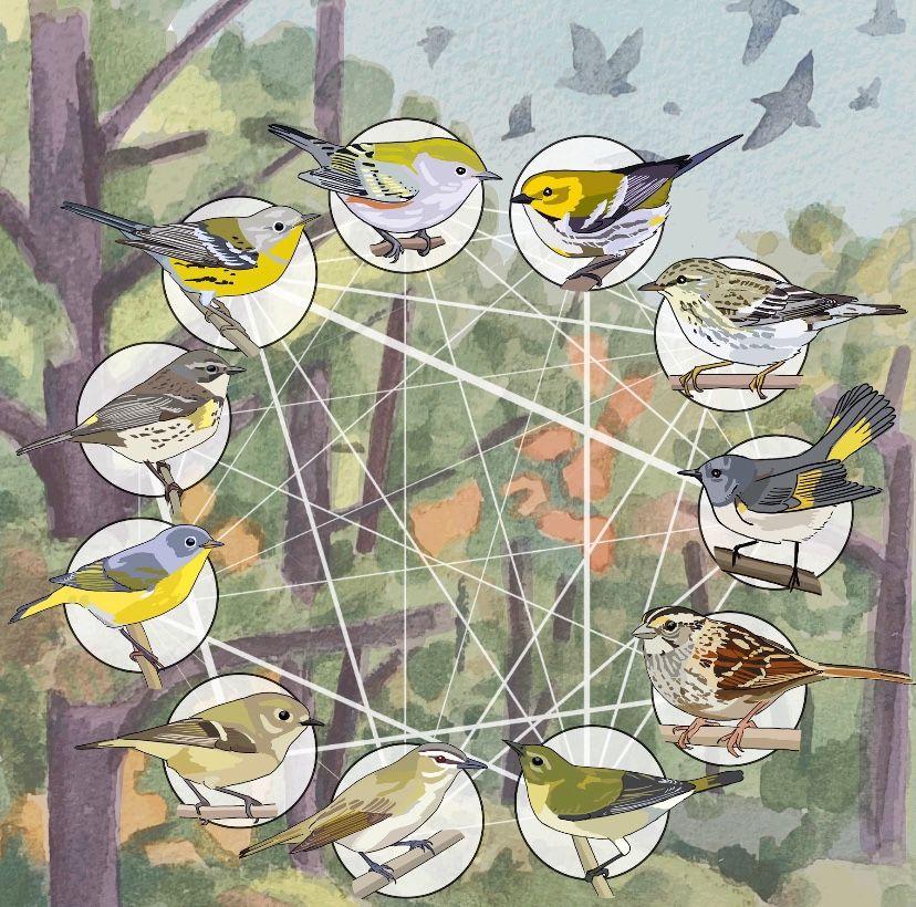 Watercolor of a social network of North American songbird migrants. Illustration by Emily Underwood.