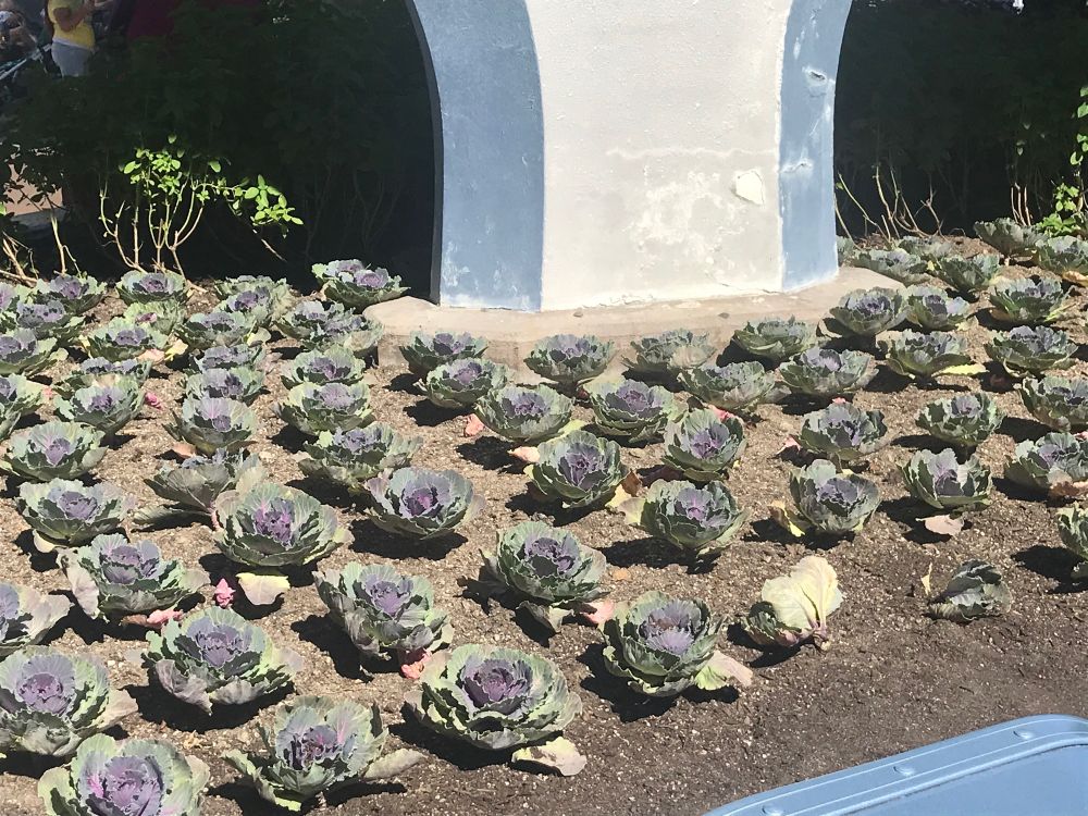 Rows of cabbages planted as decoration at Tomorrowland in Disneyland (Anaheim CA).