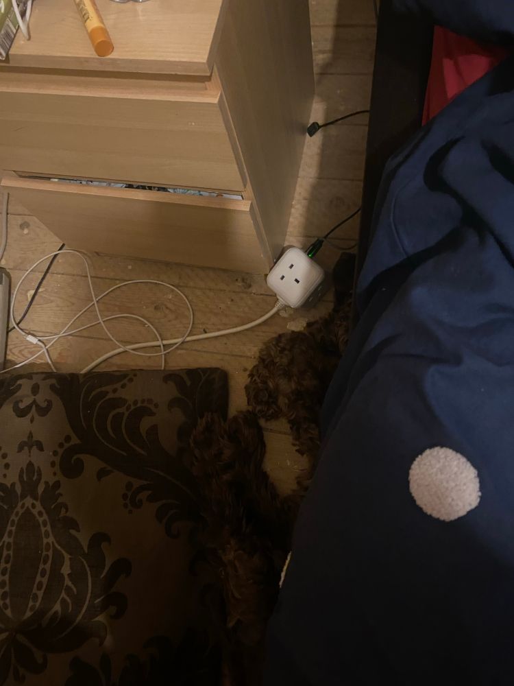 The legs of a curly haired dog poking out from under a bed