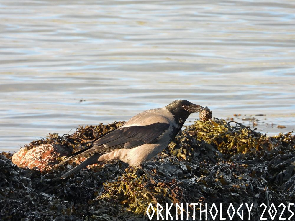 This Hooded Crow was foraging for fruits de mer among seaweed on the rocky shore, and is holding a large barnacle-covered Mussel in its brak. The bird is viewed from the side, facing to the viewer's right. It has an ashy grey body with black head, throat, wings, and tail, as well as a black bill, eyes, legs, and feet.