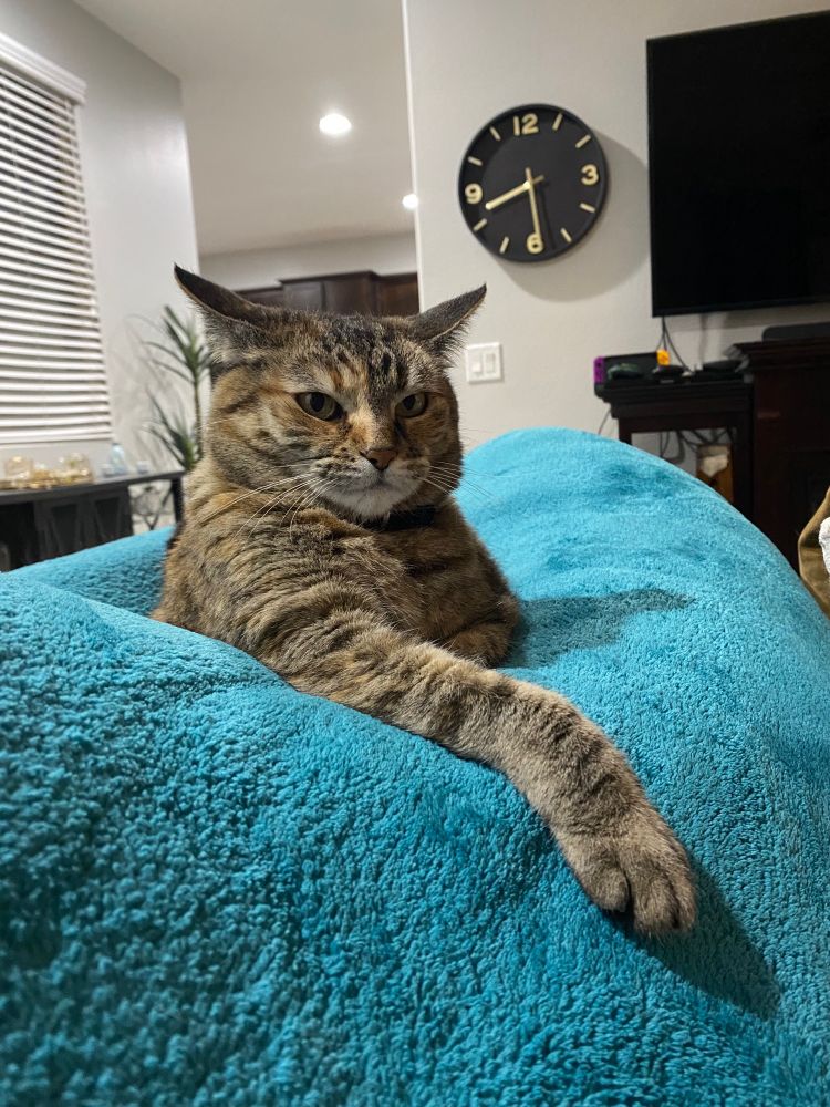 Phoenyx on the couch with one paw stretched out 
