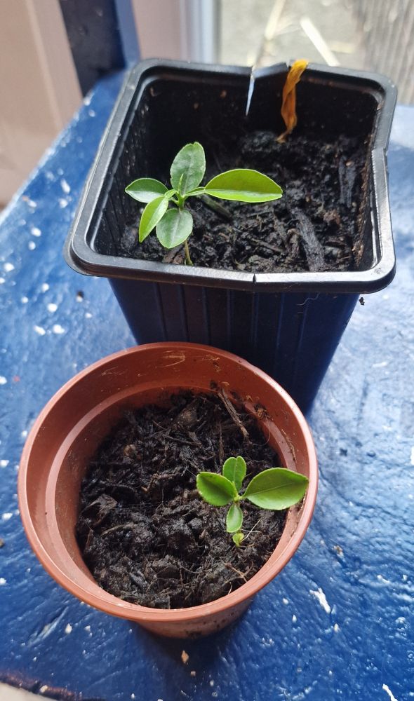 Two orange tree seedlings in pots