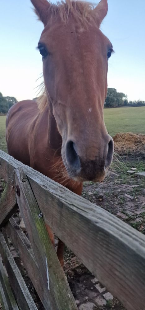 A horse that said hello to me just now