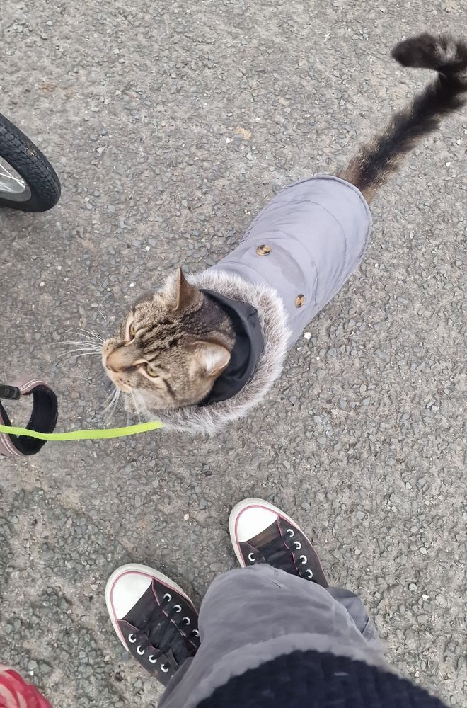 A cat on a walk in a hooded duffel coat