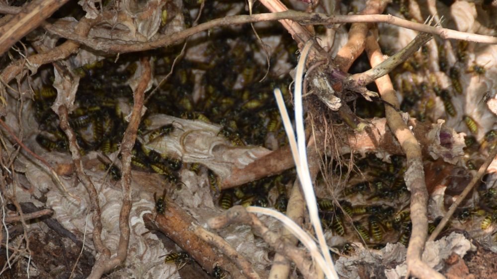 Close up of a wasp nest, amazing patterns in the construction woven between nettle roots.