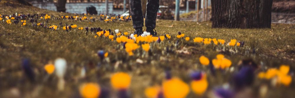 A person standing outdoors amidst crocuses