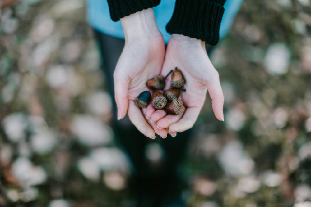 Hands holding acorns.