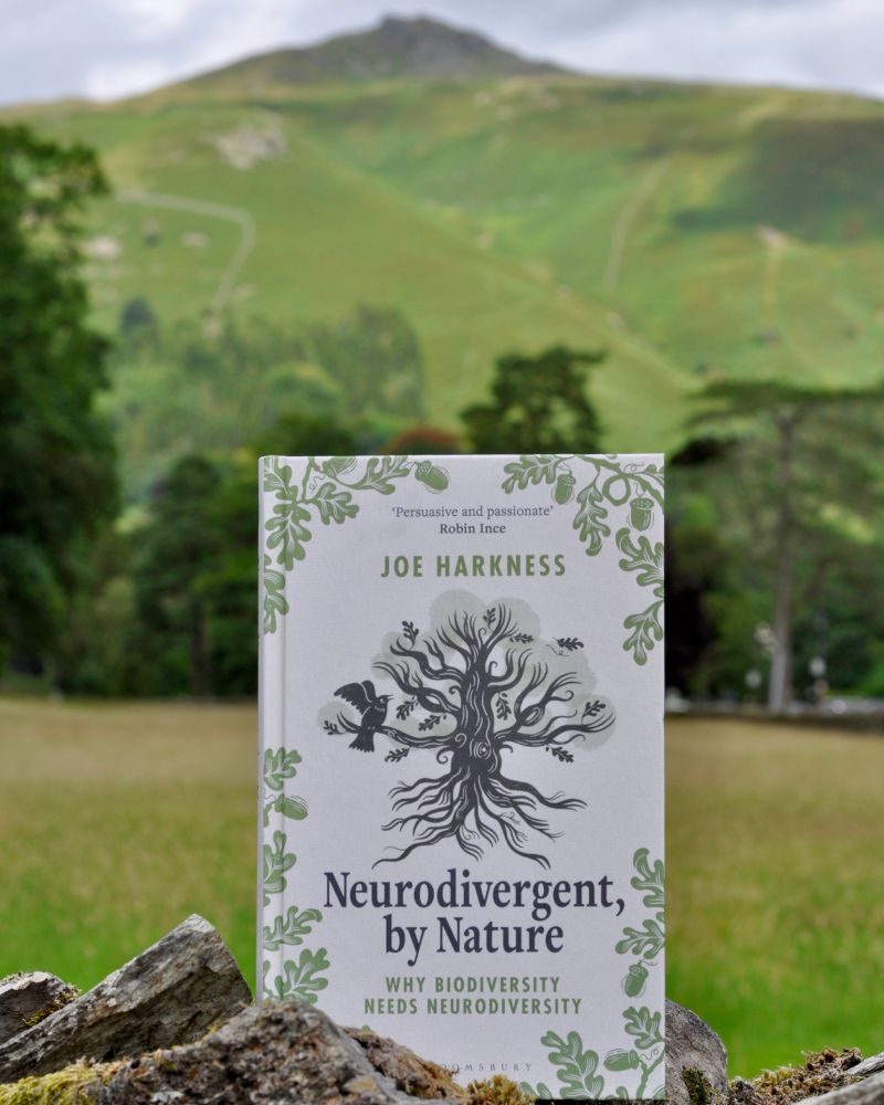 hardback book Neurodivergent By Nature: why biodiversity needs neurodiversity by Joe Harkness, a cream background with a black and pale green oak tree and green oak leaves and acorns around the top, upright on a dry stone wall with sunlit green fells and trees and field behind it