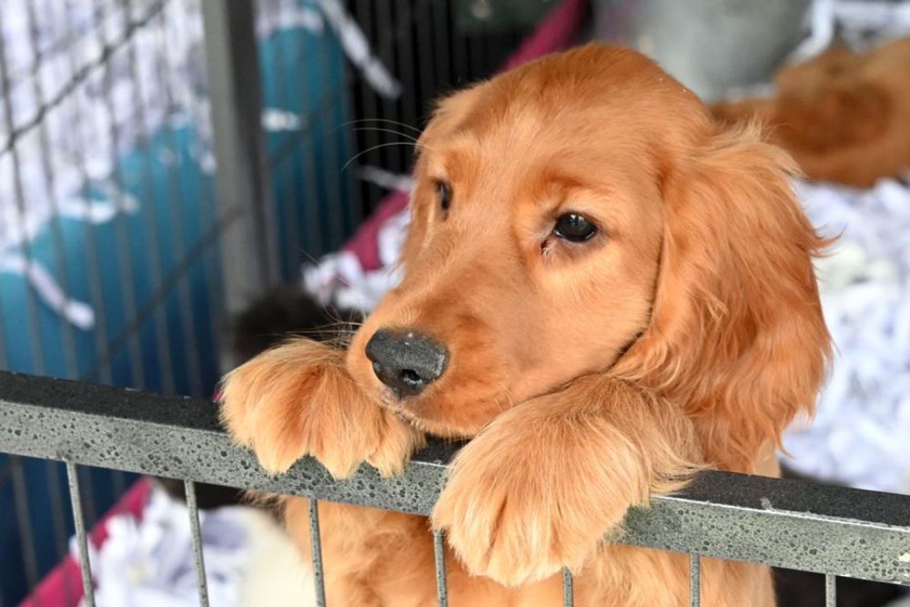 Chiot, chien, chat... ces animaux de compagnie ne peuvent plus être vendus par les animaleries