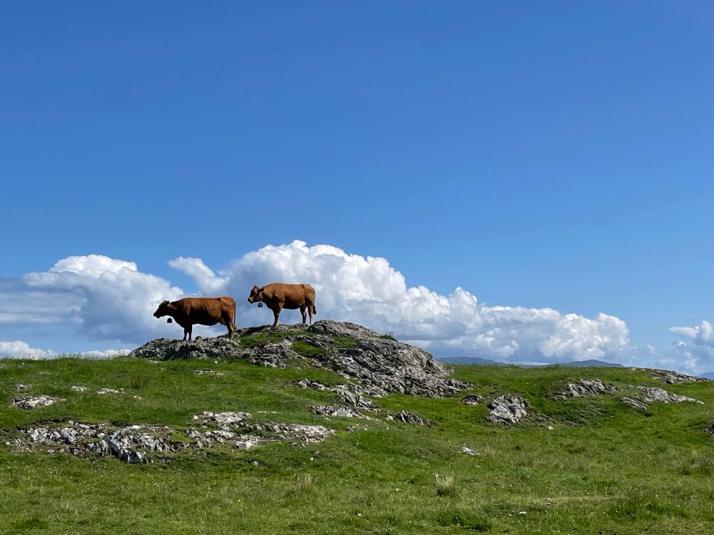 A couple of cows posing majestically on a hilltop (truly, no sarcasm!)