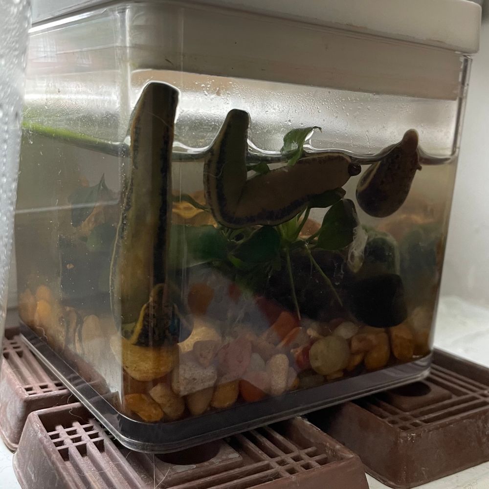 Three hirudo verbana leeches relax on the side of a small plastic container full of water