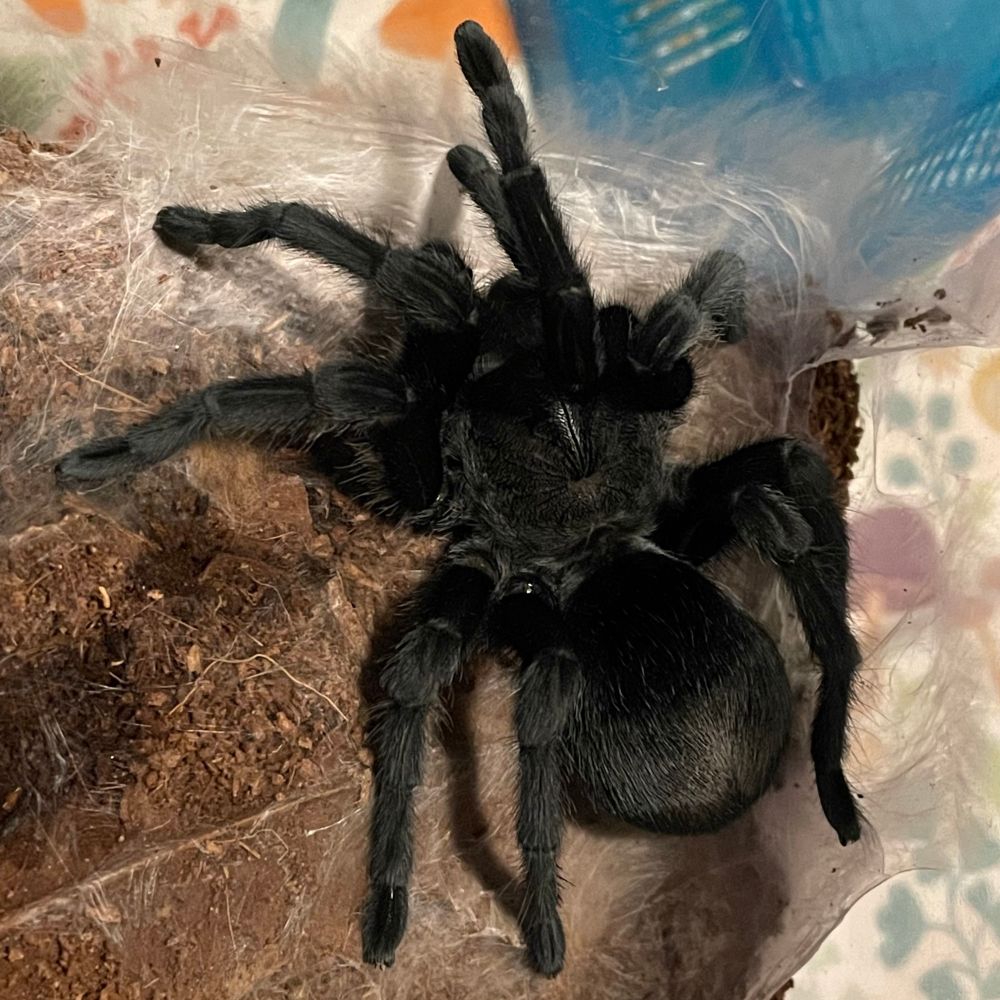 A grammastola pulchra tarantula sits on a molting mat in its enclosure