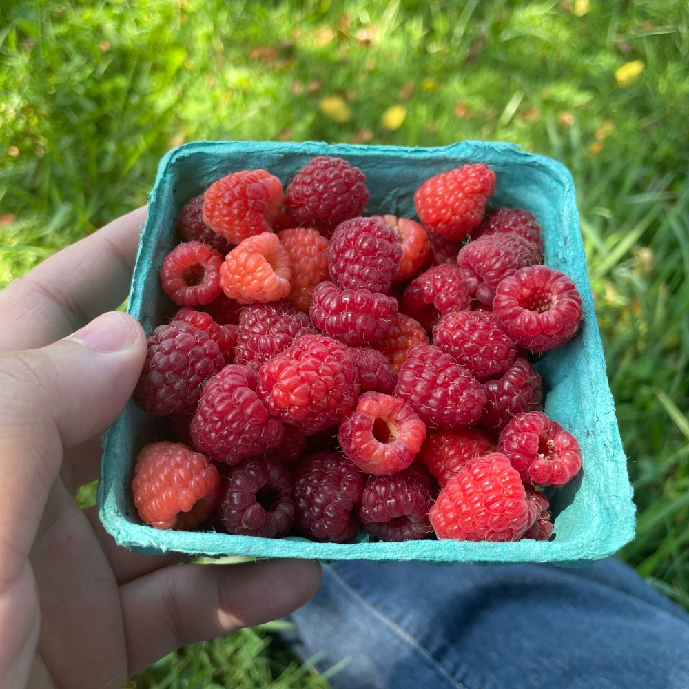 A hand holds a blue paper basket of raspberries