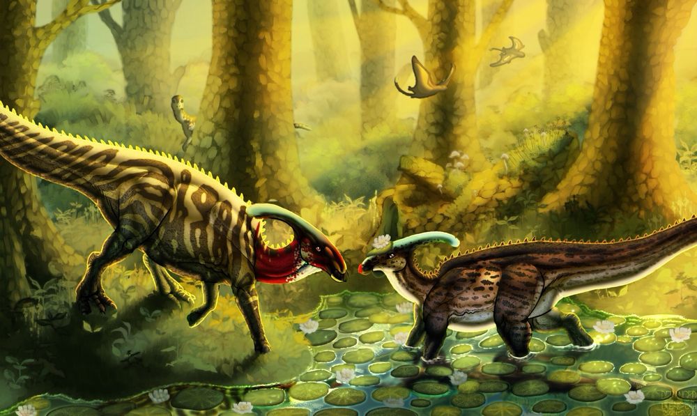 A pair of parasarolophus meet in the water and on land surrounded by lily pads and moss covered trees as the sun speckles in from behind them