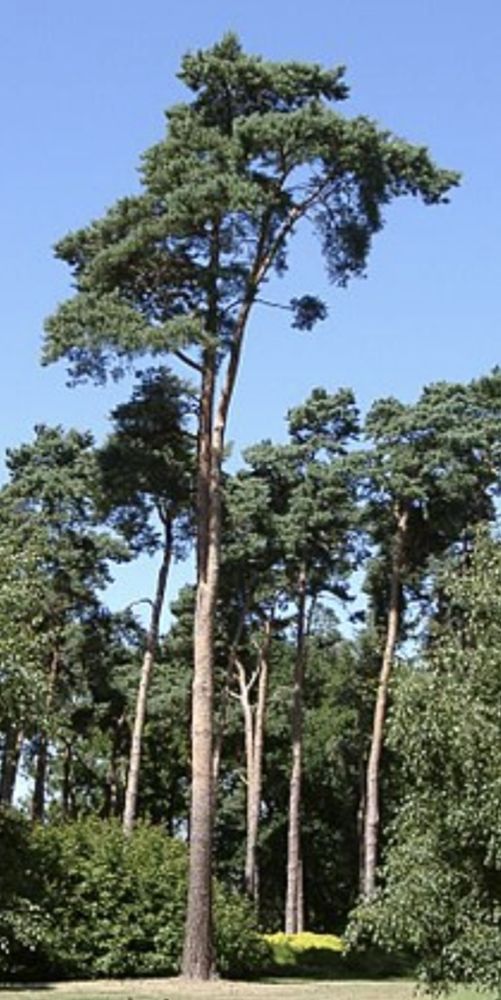 Bild einer Waldkiefer