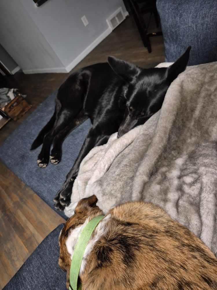 Two dogs fully snuggled up and asleep on the couch 