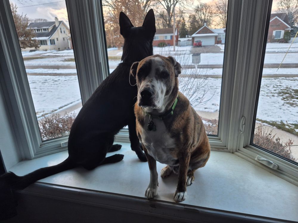 The same German shepherd and pitt mix in a bay window. The shepherd is now a head taller than the pitt mix