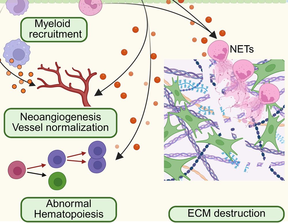 The image illustrates biological processes including myeloid recruitment, neoangiogenesis and vessel normalization, abnormal hematopoiesis, and extracellular matrix (ECM) destruction involving neutrophil extracellular traps (NETs).