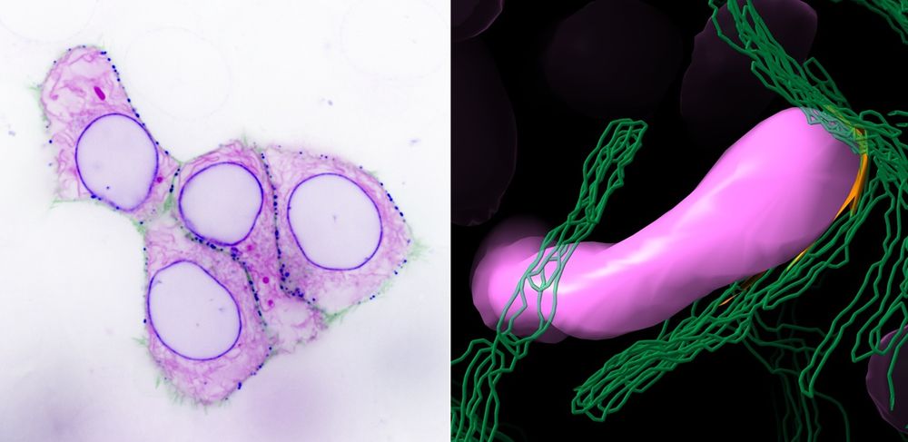 Left: LaBeRling contact sites between the plasma membrane (green) and the endoplasmic reticulum (magenta). Contacts are highlighted in blue using LBR. Image created by Laura Downie. Right: 3D render of a membrane contact site (orange) between a mitochondrion (pink) and the ER (green contours). Image created by Stephen Royle.