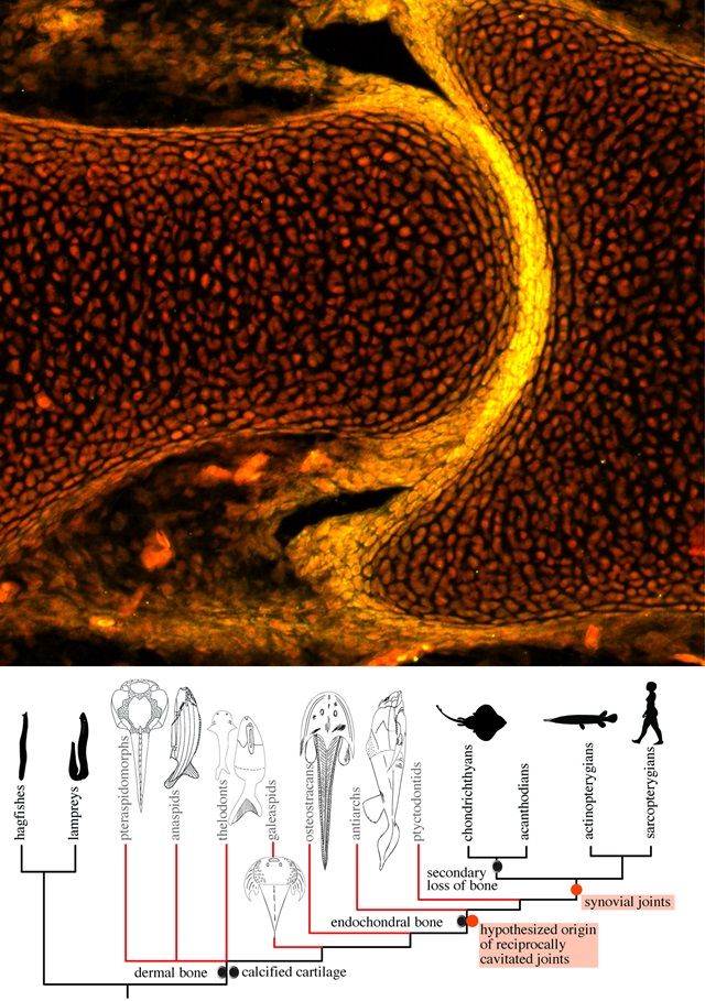Top: Immunostaining reveals aggrecan (yellow) at the articular surfaces in the pelvic joint of an embryonic little skate (stage 33). The nucleus is stained using DAPI and is shown in red. Bottom: Phylogenetic tree adapted from Donoghue and Keating, annotated to show that synovial joints exist in extant jawed vertebrates (gnathostomes), but the study’s results do not support their existence in cyclostomes. The presence of reciprocally shaped and cavitated joints in the dermal skeleton of antiarchs suggests that joints that function by relative sliding (similar to synovial joints) first originated in stem gnathostomes. 