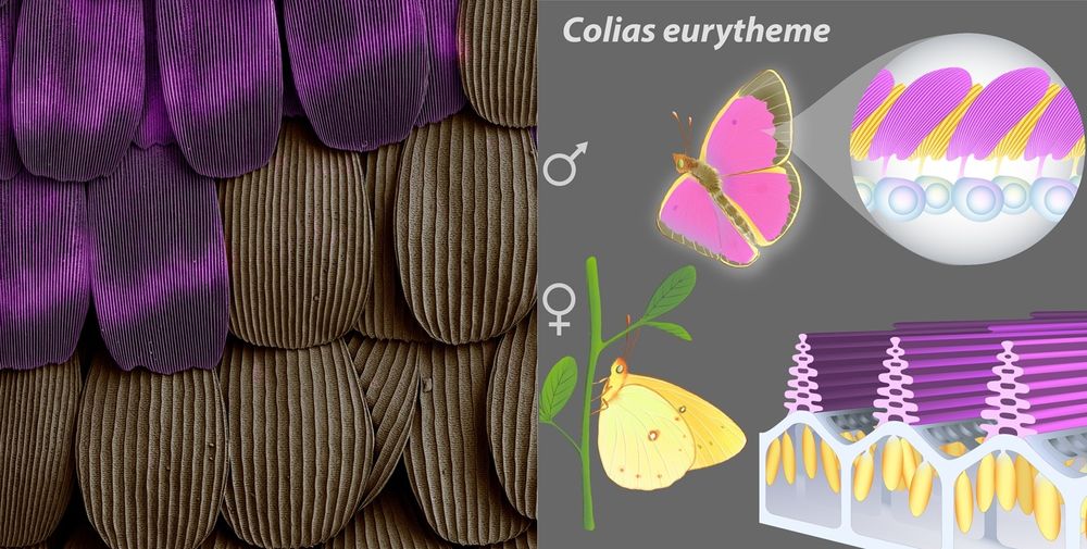 Left: Scanning electron micrograph of two male-specific scale types found on the wings of male sulphur butterflies, with UV-iridescent scales (pink) and brown lanceolate scale from the marginal region. Image credit: Arnaud Martin / The George Washington University. Right: UV coloration, which is invisible to the human eye, is used as a male courtship signal in orange sulphur butterflies, shown here in magenta. Butterfly wings consist of two layers of microscopic scales, and in UV-iridescent butterflies, the upper layer harbors unique optical properties. These scales reflect ultraviolet thanks to complex layers of chitin on their surfaces, a nanostructure that resembles Christmas trees and is absent from non-UV scales. Image credit: Illustration by Julie Johnson/Life Science Studios (CC-BY license agreement provided to Arnaud Martin)