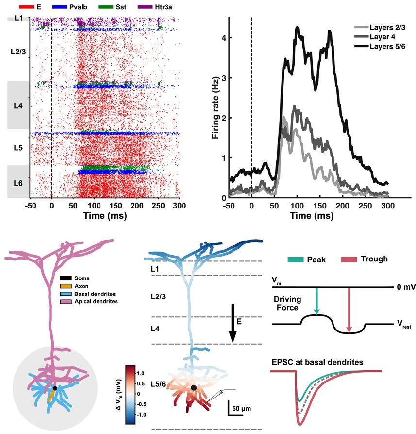 Top left: Raster plot showing the neural spiking of different types of neurons across layers. The red dots represent excitatory neurons, while the others represent parvalbumin-positive interneurons (blue), somatostatin-positive interneurons (green), and 5-HT3a receptor-positive interneurons (purple), respectively. Top right: Averaged firing rate of excitatory neurons across layers over time, calculated using a 2 ms time bin. Dash lines indicate the onset of flash stimuli. Bottom: Schematic illustration explaining the phase dependency. The synaptic input from the lateral geniculate nucleus (LGN) enters the region adjacent to basal dendrites in deeper layers (gray circle), which are highly responsive to this input (left). When the peak phase of AC flows in a downward direction (middle), the membrane potential in basal dendrites is depolarized, leading to a weaker driving force. It results in weaker (less negative) excitatory postsynaptic current (EPSC) affecting change in LFPs and vice versa during the trough phase.