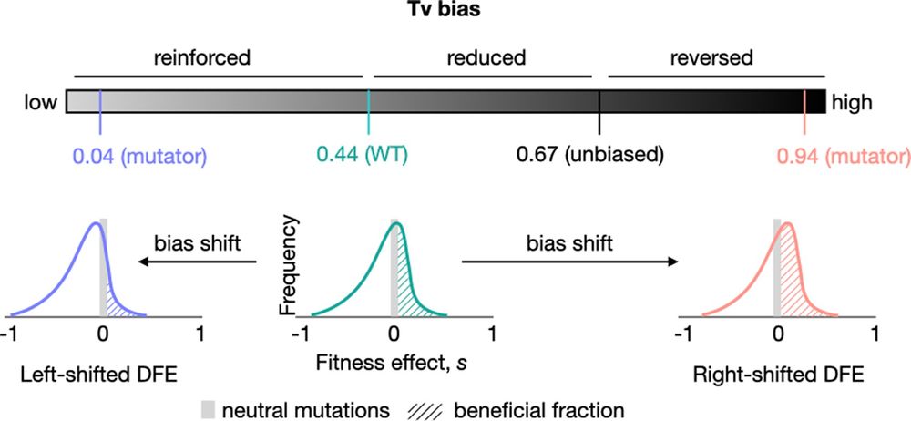 Schematic of the key prediction tested in this work. As the transversion (Tv) mutation bias of WT E. coli is shifted away from the ancestral bias, the resulting distribution of fitness effects (DFE) is predicted to change. Specifically, it should shift left with a bias reinforcement, with a lower fraction of beneficial mutations. In contrast, reversing the ancestral bias is predicted to cause right-shifted DFEs with higher proportions of beneficial mutations.