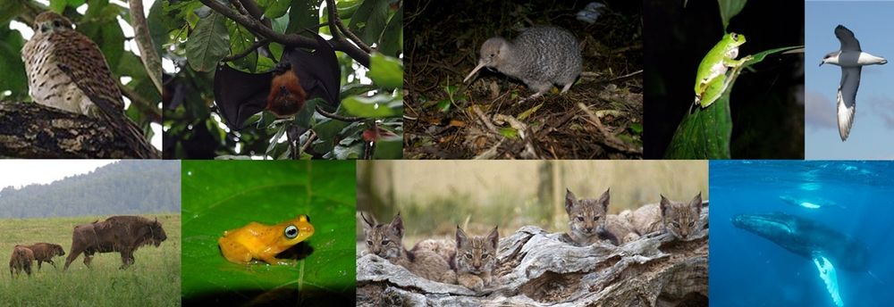 Species that have improved status following conservation efforts. From top-left to bottom-right: Mauritian kestrel (Falco punctatus ©Josh Noseworthy CC BY 2.0), Pemba flying fox (Pteropus voeltzkowi ©Nigel Voaden CC BY 4.0), Little spotted kiwi (Apteryx owenii ©Kimberley_collins CC BY 2.0), Sierra Juarez Brook frog (Duellmanohyla ignicolor ©Medardo_Arreortua CC BY 4.0), Cook’s petrel (Pteroroma cookii ©sussexbirder CC BY 2.0), European bison (Bison bonasus ©Oleg Kosterin CC BY 4.0), Utahm’s bush frog (Raorchestes uthamani ©Ansil B.R. CC BY 4.0), Iberian lynx (Lynx pardinus ©http://www.lynxexsitu.es CC BY 3.0), Humpback whale (Megaptera novaeangliae ©Christopher.Michel CC BY 2.0).