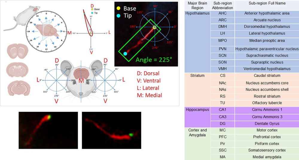 Top left: Schematic Representation: (Top Left) Mice were perfused and harvested at two-hour intervals over a 24-h period. The harvested mice were then sectioned coronally. (Bottom Left) Coronal brain sections at different brain levels. (Top Middle) The ciliary base was defined as the origin of the coordinate system, and the tip of the cilia was labeled. Cilia length was measured from the base to the tips, and the circular angle was determined. (Bottom Middle) The brain section of the mice was divided into left and right hemispheres. For cilia found in the right hemisphere, a counter-clockwise coordinate system was used to determine the circular angle (Right). For cilia found in the left hemisphere, a clockwise coordinate system was used (Left). (Top Right) An example of the angle measurement from cilia found in the right hemisphere. Bottom left: Representative images of immunofluorescence staining showing cilia labeled with the ADCY3 antibody (red) and the basal body (cilia base) labeled with the centrin 1 antibody (green). Right: Brain Regions analyzed for cilia length and angle. 