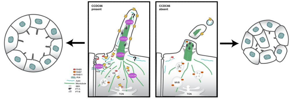 Model for cellular functions and mechanisms of CCDC66. CCDC66 is a microtubule-stabilizing protein that maintains cilium integrity and size and facilitates vesicular transport at the ciliary base. Depletion of CCDC66 results in variations in cilia size due to compromised axonemal integrity, intraflagellar transport, and increased ectocytosis events involving the release of vesicles and fragments. CCDC66 may also support ciliary ectocytosis and length stability by regulating the actin cytoskeleton. Furthermore, disruptions in both microtubule stability and the actin cytoskeleton impair RAB11 and RAB5-mediated endocytosis and membrane recycling, affecting cell adhesion and the targeting of ciliary receptors. This disruption subsequently activates protein degradation pathways through RAB7-regulated late endocytosis, potentially involving RAB7 translocation to cilia to support ectocytosis. Collectively, these defects in protein transport, cilia function, and cell contacts contribute to compromised epithelial tissue integrity and multilumen formation in kidney tubules.