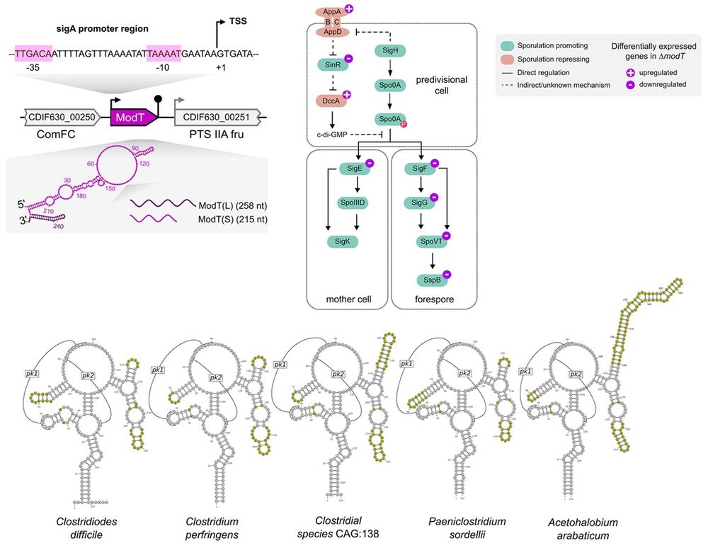 This shows the C. difficile ModT locus, the genes regulated by ModT, and the conserved tertiary structures of ModT RNAs from 5 bacterial species.