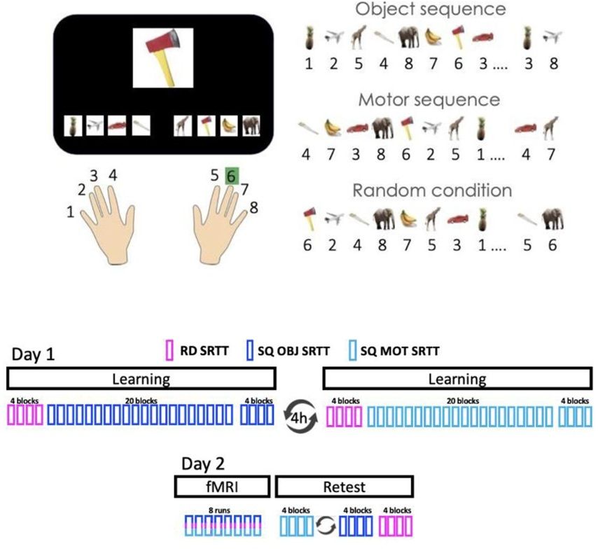 Top left: A stimulus appears in the center of the screen and participants are instructed to respond as fast and as accurately as possible according to the finger/object mapping displayed at the bottom of the screen. Note that the finger-object mapping displayed on the bottom of the screen changed after each stream of 8 elements (i.e., every 8 objects/8 finger presses) in order to orthogonalize object and motor sequence learning (see right panel). Top right: Three different task conditions were designed: object sequence with random finger presses (that resulted in the learning of an 8-element object sequence, SQ OBJ), motor sequence with random object presentation (that resulted in the learning of an 8-element finger sequence, SQ MOT) and a random series with random finger presses and random object presentation (RD). Bottom: On day 1, after baseline performance assessment with a random (RD) SRTT, participants learned a sequence of objects (SQ OBJ SRTT) and a sequence of movements (SQ MOT SRTT), outside the MRI scanner, in two separate sessions 4h apart (order counterbalanced across participants). On day 2, brain activity was recorded on the three task conditions with fMRI over 8 runs during which the RD, SQ OBJ and SQ MOT conditions were pseudo-randomly interleaved so that the same condition did not repeat more than 2 times in a row. A retest session was then performed outside the scanner to assess memory retention on each sequence condition (order counterbalanced across participants) followed by a final test on the random condition.