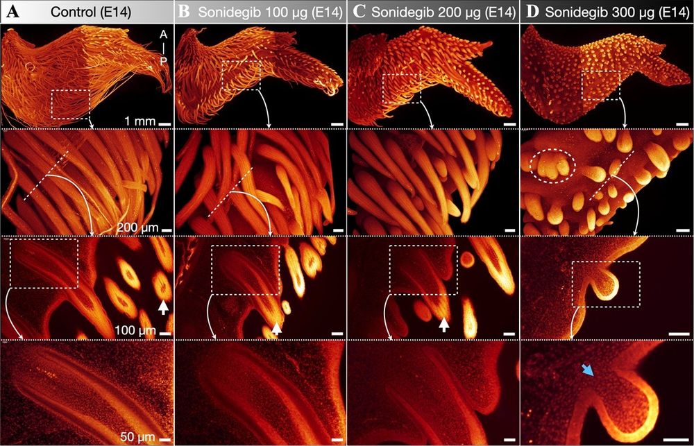 Sonidegib treatment arrests feather bud outgrowth and invagination. Light sheet fluorescent microscopy of nuclear stained (TO-PRO-3) chicken wings at E14 reveals the morphological effect of sonidegib treatment. Left: Control samples exhibit normal development of elongated feather buds with well-advanced follicles and visible barb ridges (white arrow). Middle: A dose-dependent effect of sonidegib treatment, with higher doses resulting in shorter feather buds and less advanced follicle development. Right: Samples treated with 300 µg sonidegib exhibit minimal feather bud outgrowth, the fusion of feather buds (white oval dotted outline), absent branching morphogenesis, and no follicle invagination (blue arrow).