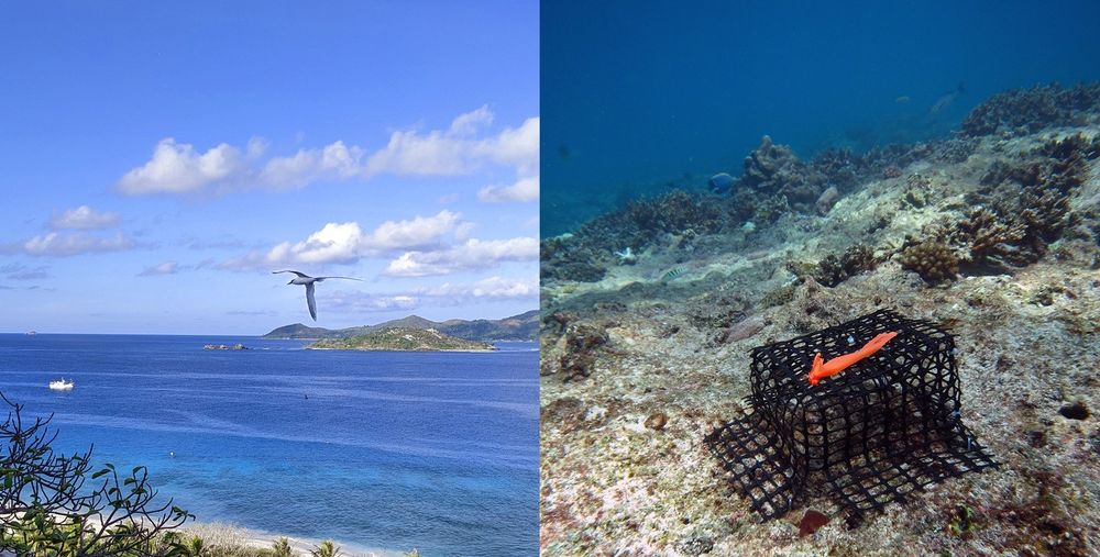 Left: White-tailed tropicbird (Phaethon lepturus) flying near an island in the inner Seychelles. Seabirds provide key nutrient inputs to islands and nearby coral reefs, where they boost primary and secondary productivity. Right: Example herbivore exclusion cage used to measure algal turf productivity across a gradient of seabird nutrient inputs on coral reefs. Image credit: Casey Benkwitt.