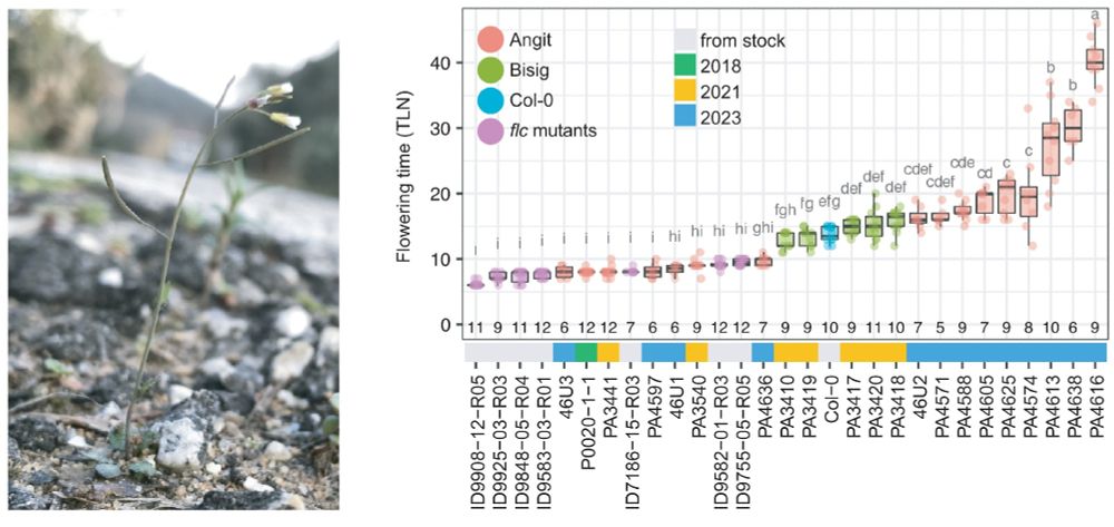 Left: An early-flowering plant in the wild (at the Angit site in Southern Italy. Right: Flowering time of progeny from wild plants and control genotypes in the greenhouse (22°C long days).