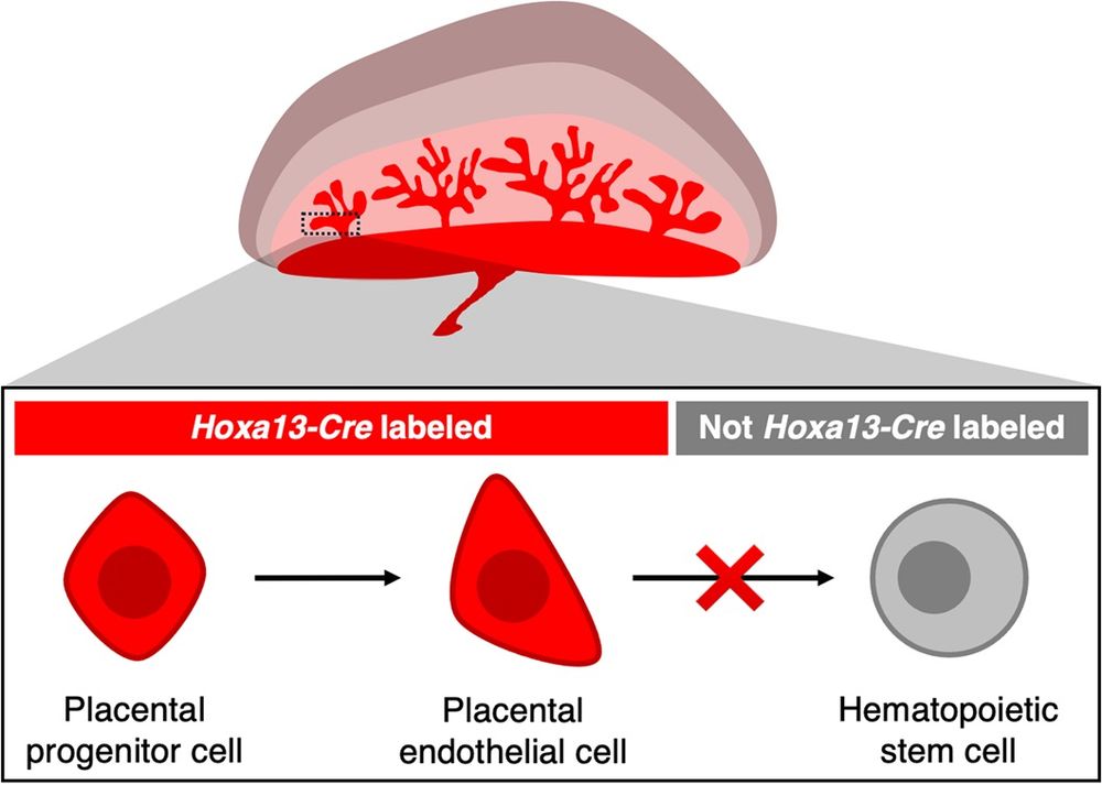 The placenta is unlikely to generate blood-forming hematopoietic stem cells (HSCs). This schematic shows how, in mouse embryos, Hoxa13-Cre lineage tracing labels virtually all endothelial cells within the mouse placenta. However, virtually no HSCs are labeled by Hoxa13-Cre. This suggests that the placenta is unlikely to form HSCs. Rather, these results suggest that HSCs are produced elsewhere in the developing embryo and subsequently migrate to the placenta, which serves as a landing pad for HSCs.