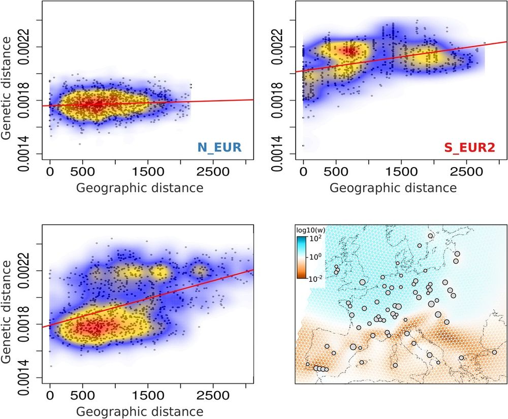 Spatial population structure of wheat powdery mildew in Europe. Isolation-by-distance in the Europe+_2022_2023 samples belonging to the N_EUR population (top left), S_EUR2 population (top right), and the complete Europe+_2022_2023 dataset (bottom left). Genetic distance is the number SNPs between a pair of individuals, scaled by the total number of loci compared. Geographic distance is measured between sampling locations of pairs of individuals, in kilometers. The colors represent the density of the data points, with warmer colors corresponding to higher density. 1,000 randomly sampled data points for each dataset are plotted in black. Bottom right: Effective migration surfaces estimated using FEEMS for the Europe+_2022_2023 dataset. The colors indicate the inferred relative intensity of gene flow along each edge of the spatial graph. Orange corresponds to lower-than-average effective migration and blue, higher-than-average. The grey circles show the nodes of the spatial grid the samples were assigned to, based on their sampling locations. The size of the node is proportional to the number of samples assigned.