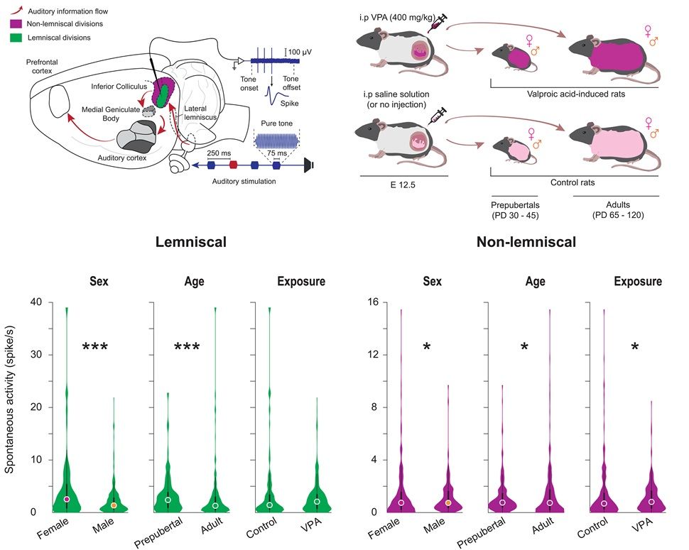 Top left: Schematic of extracellular single-unit recordings in the lemniscal (green) and non-lemniscal (purple) regions of the inferior colliculus in response to pure-tone auditory stimulation (red and blue). Top right: Diagram of experimental group generation. Pregnant rats received an intraperitoneal injection of saline (control) or 400 mg/kg VPA on gestational day 12. An additional control group consisted of untreated rats acquired prior to the experiment. The study examined the effects of sex, age, and prenatal VPA exposure by recording from female and male rats at prepubertal (P30–45) and adult (P65–120) stages. Bottom:  Population-level comparisons of sex, age, and exposure effects within the lemniscal (left) and non-lemniscal (right) divisions of the inferior colliculus.