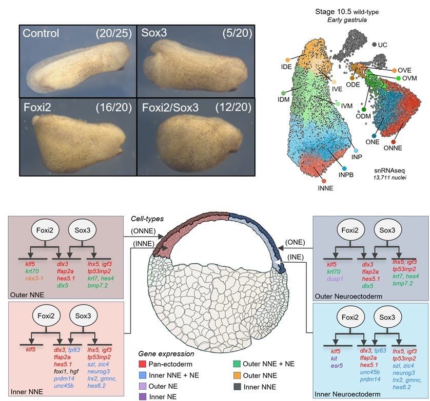 Top left: Phenotypic analysis of Foxi2, Sox3, and Foxi2/Sox3 morphants at the early tailbud stage. Top right:  Single nucleus RNA-seq UMAP (uniform manifold approximation projection) identifying 14 distinct cell types in the early gastrula. Bottom: Schematic diagram depicting the regulatory roles of Foxi2 and Sox3, either independently or jointly, in activating the expression of target genes across various ectodermal cell types.
