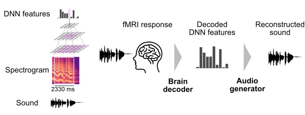Schematic overview of the proposed sound reconstruction pipeline. Left:  DNN feature extraction from sound. A deep neural network (DNN) extracts auditory features at multiple levels of complexity using a hierarchical framework. Right: Sound reconstruction. The reconstruction pipeline starts with decoding DNN features from fMRI responses using trained brain decoders. The audio generator then transforms these decoded features into the reconstructed sound.