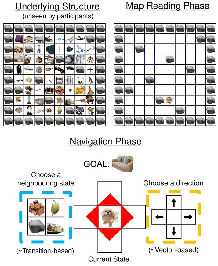 Task design and experimental set-up. Top left: underlying structure of the 8 × 8 grid, unseen by participants. Every state is represented by an image of an object, and these objects and their positions change on every trial. Top right: schematic diagram of the ‘map reading’ phase of each trial. Participants see a top–down view of the grid with objects obscured and successively click on blue squares to reveal ‘landmark’ objects at the location. After 16 clicks have been completed, a yellow square appears. Clicking on the yellow square reveals the ‘goal’ object for the trial. Bottom: schematic diagram of the navigation phase of each trial. Participants start in a random, previously unobserved location and are tasked with navigating to the ‘goal’ object they had just learnt about (displayed at the top). They can navigate in two ways. First, they could choose a direction to travel in by clicking on the corresponding arrow (highlighted yellow). This is analogous to using a ‘vector-based’ strategy. Alternatively, they could choose an adjacent state to travel to by clicking on one of the associated images (displayed in a random order; highlighted blue). This corresponds to using a ‘transition-based’ navigation strategy.